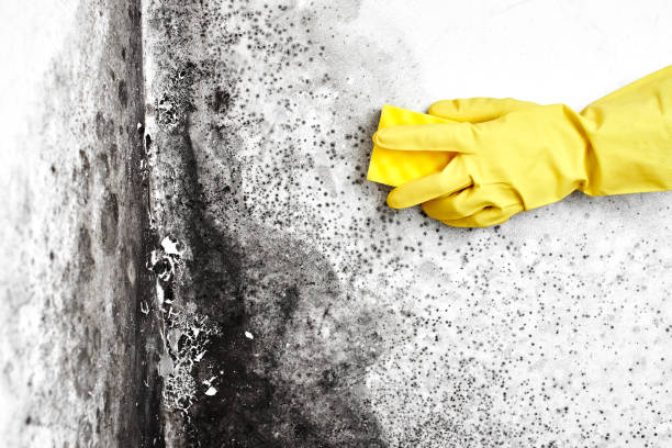 Best Residential Mold Remediation in Effingham, IL