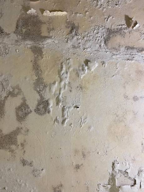 Best Basement Mold Remediation in Effingham, IL