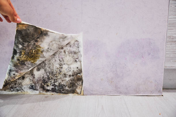 Best Attic Mold Remediation in Effingham, IL